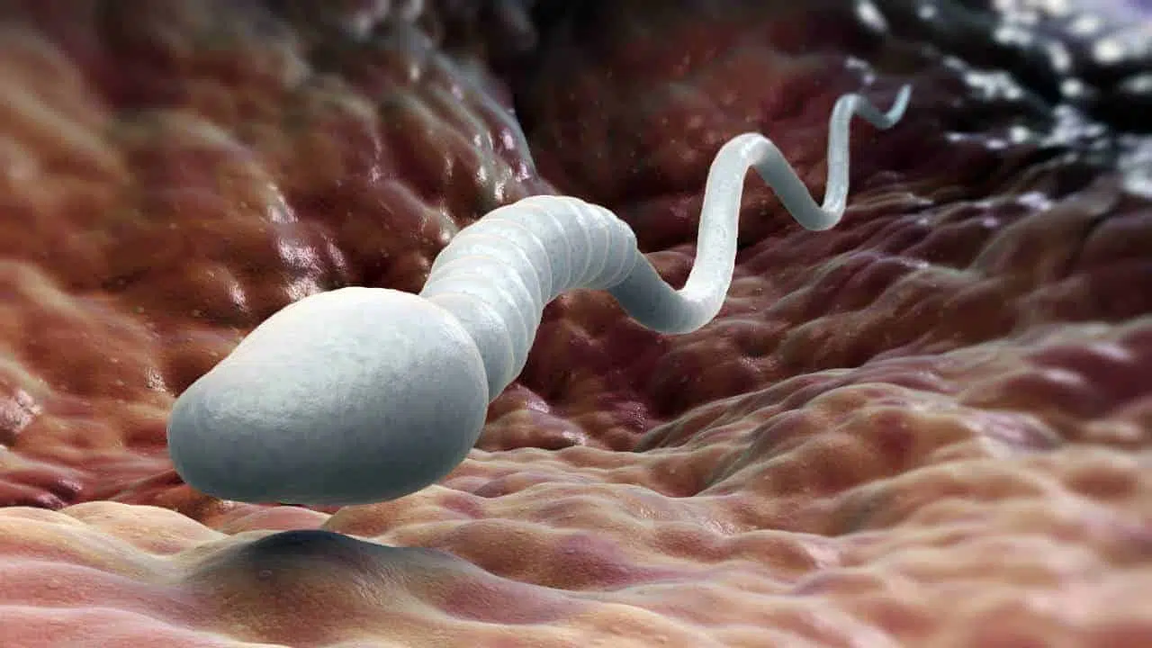 ¿Cuál es el tiempo de vida de los espermatozoides dentro de la vagina?